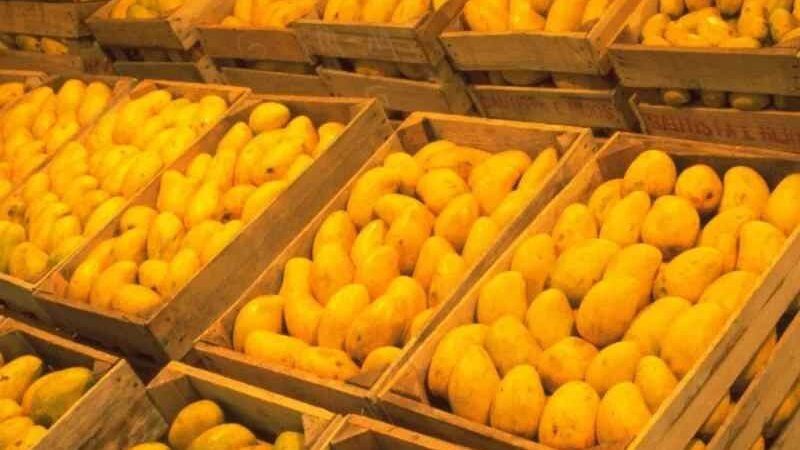 MÉXICO EN EL QUINTO PUESTO A NIVEL MUNDIAL EN PRODUCCIÓN DE MANGO