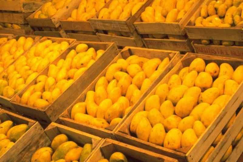 MÉXICO EN EL QUINTO PUESTO A NIVEL MUNDIAL EN PRODUCCIÓN DE MANGO