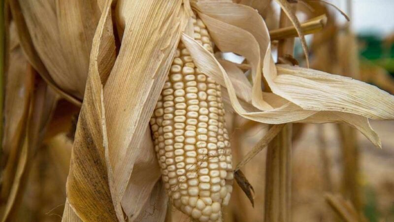 ARANCELES A MAÍZ BLANCO SON TRANSITORIOS Y PARA DETENER INFLACIÓN: AMLO