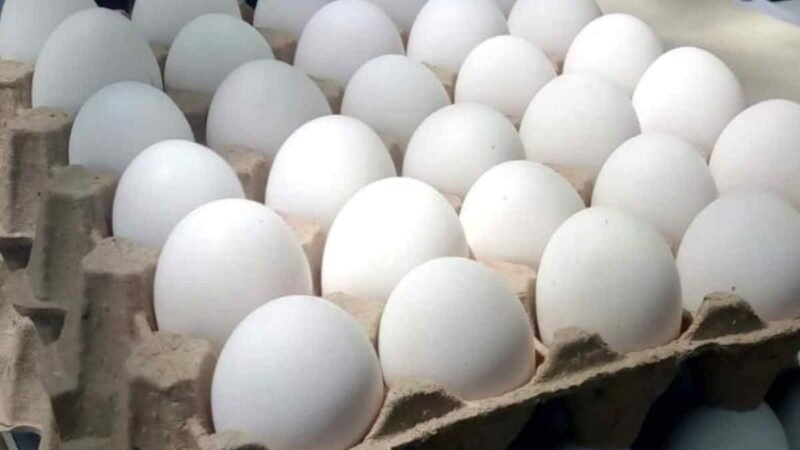 POR AUMENTO EN PRECIO DEL HUEVO, ESTADOUNIDENSES COMPRAN EN MÉXICO