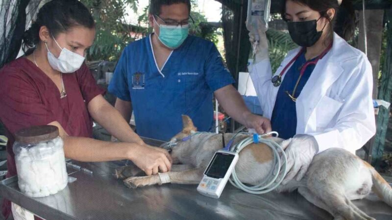 ARRANCA PROGRAMA DE ESTERILIZACIÓN A BAJO COSTO