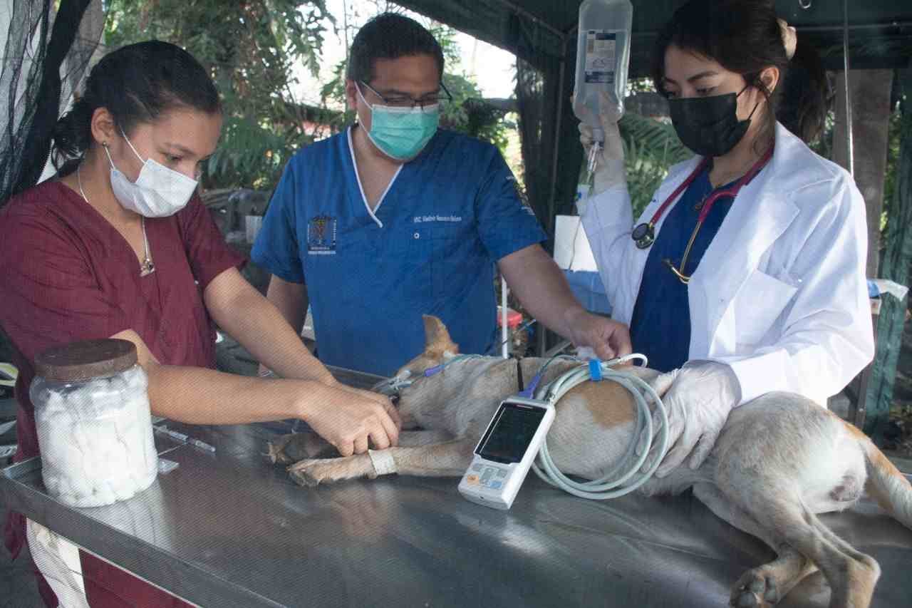 ARRANCA PROGRAMA DE ESTERILIZACIÓN A BAJO COSTO