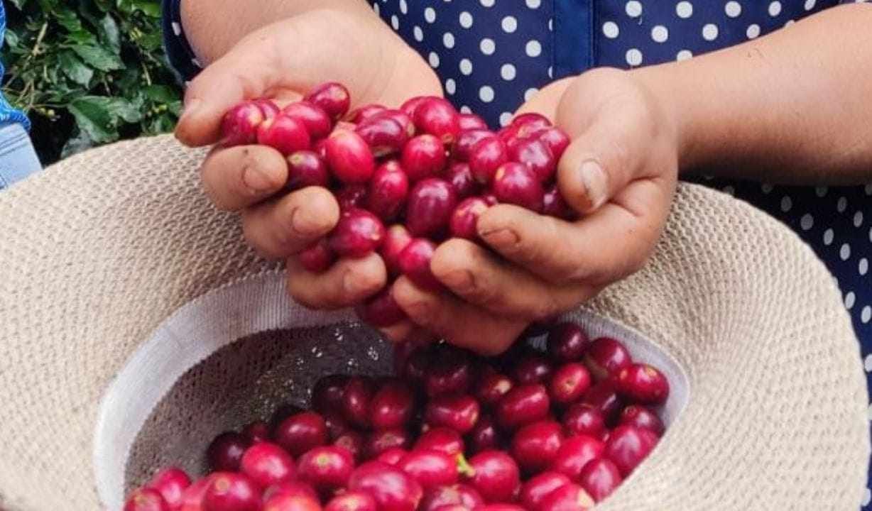 PRODUCTORES DE CAFÉ, INDEFENSOS ANTE ACAPARADORES