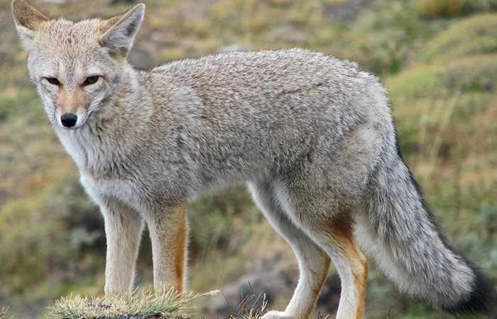 ZORRO GRIS GENERA BROTE DE RABIA EN SONORA