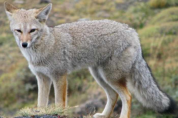 ZORRO GRIS GENERA BROTE DE RABIA EN SONORA