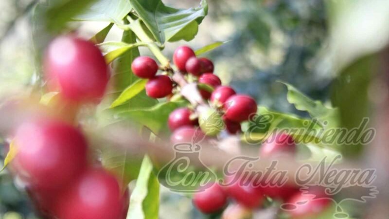 SE DESPLOMA PRECIO DEL CAFÉ