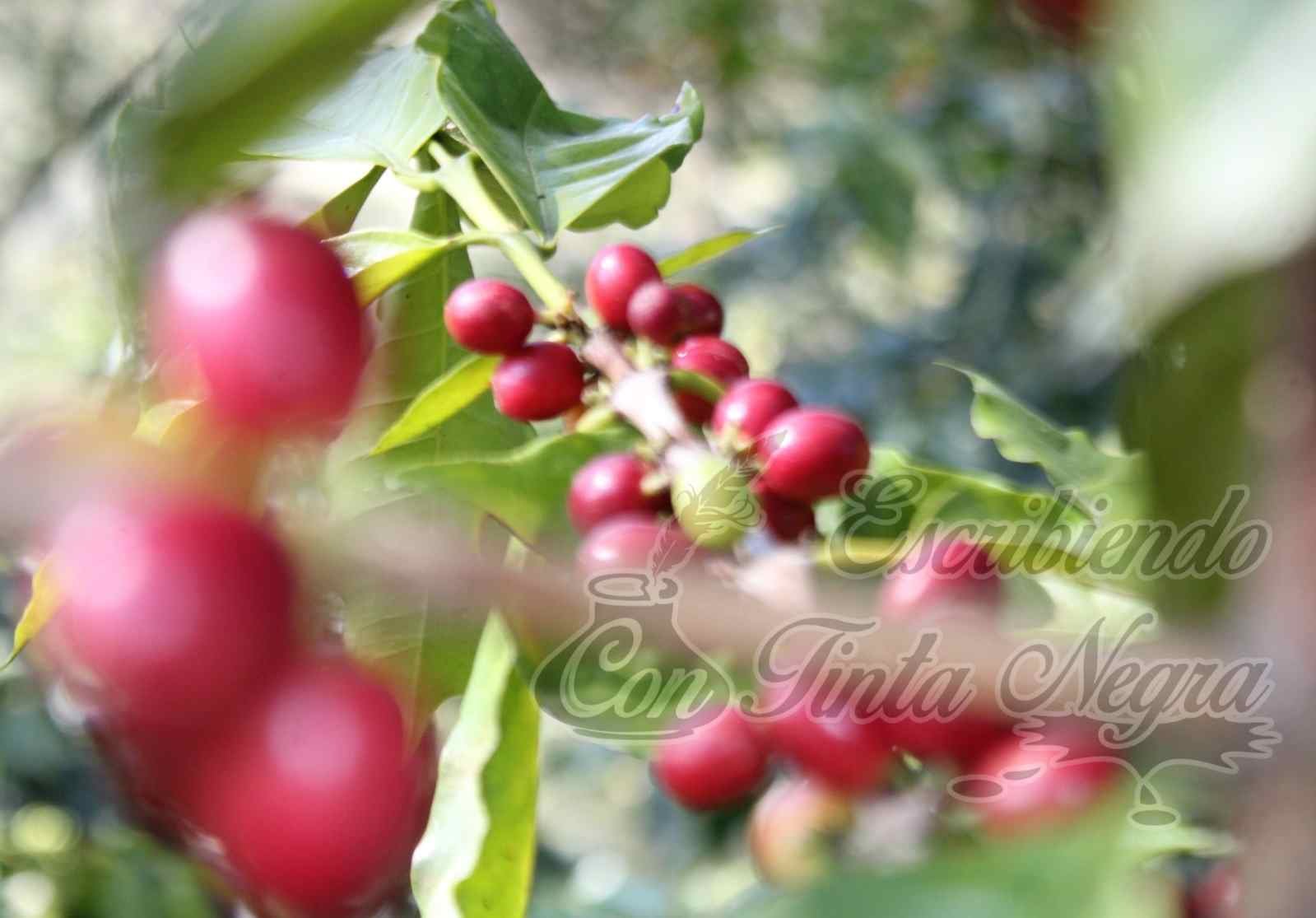 SE DESPLOMA PRECIO DEL CAFÉ