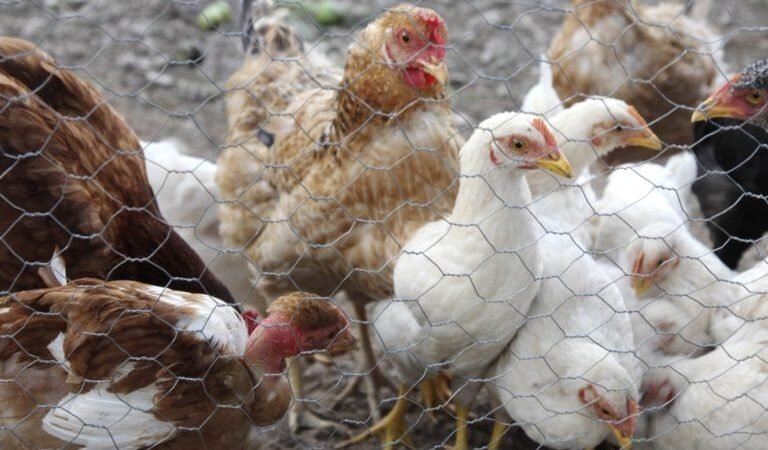 SERÁN VACUNADAS 2 MILLONES DE AVES CONTRA LA INFLUENZA AVIAR EN ECUADOR