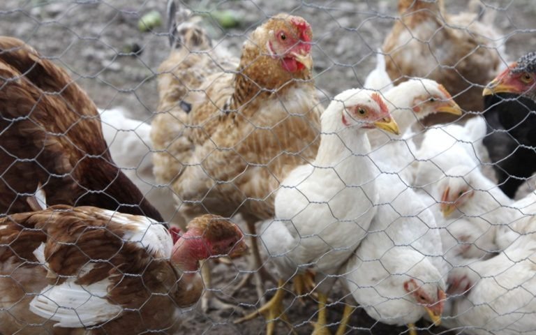 SERÁN VACUNADAS 2 MILLONES DE AVES CONTRA LA INFLUENZA AVIAR EN ECUADOR