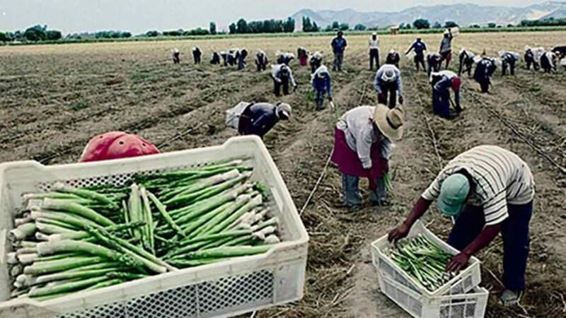 MÉXICO ESPERA ENVIAR MÁS DE 26 MIL JORNALEROS A CANADÁ