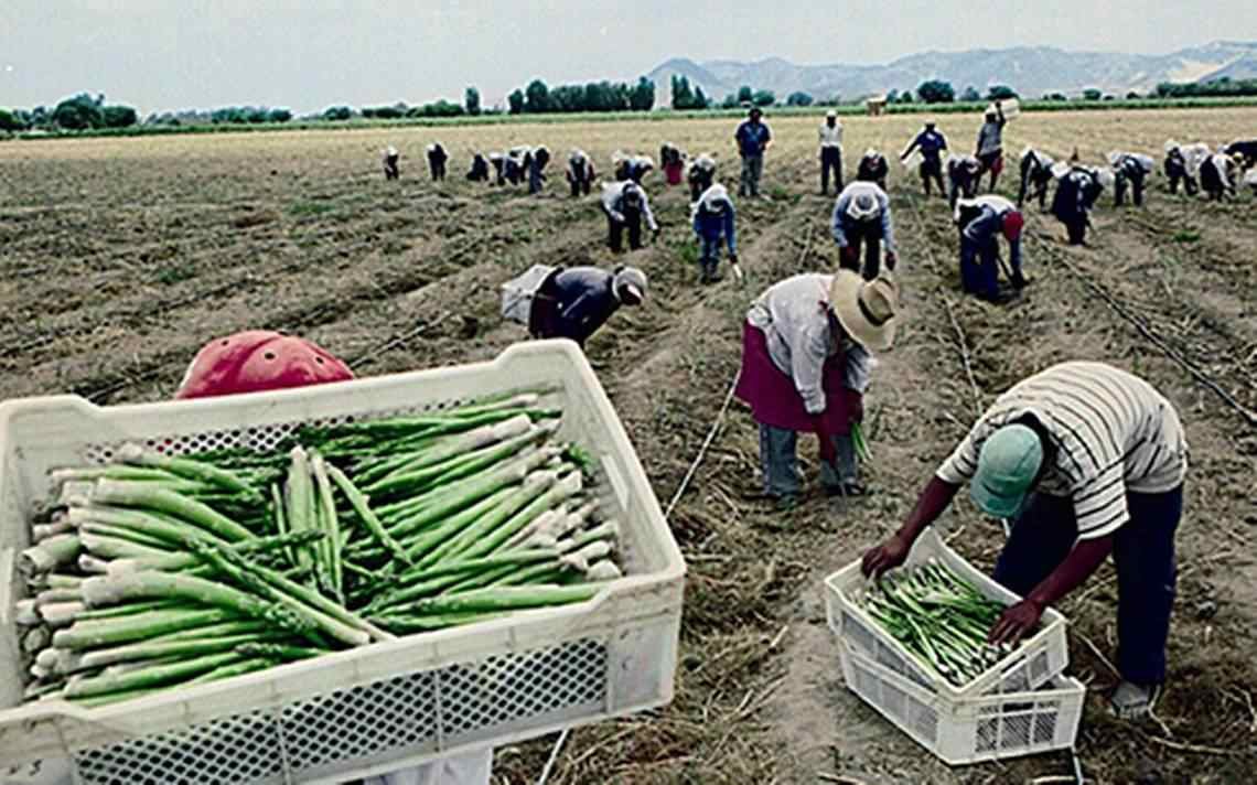 MÉXICO ESPERA ENVIAR MÁS DE 26 MIL JORNALEROS A CANADÁ