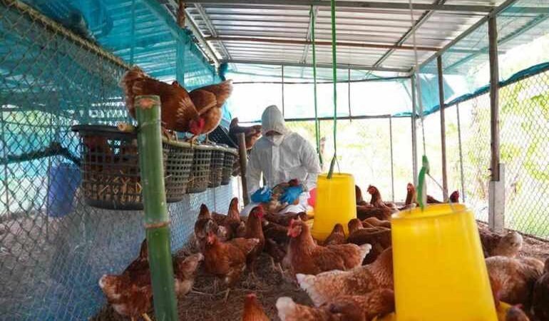 DETECTAN INFLUENZA AVIAR EN ZOOLÓGICO DE CUBA