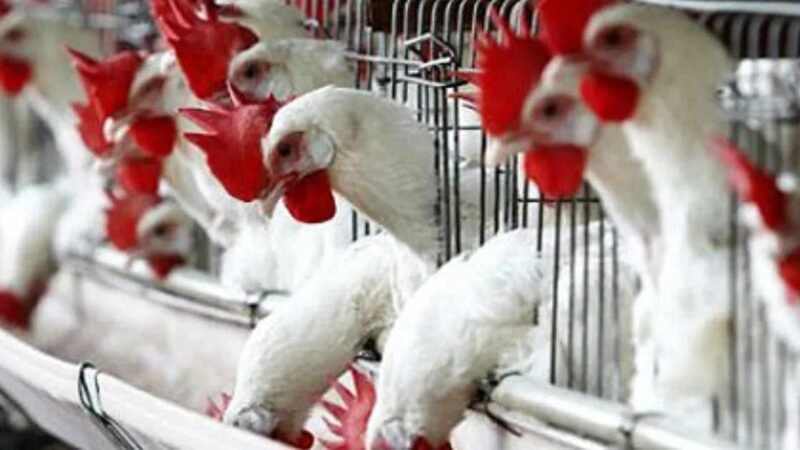 SIN FOCOS ACTIVOS DE INFLUENZA AVIAR AH5N1 EN MÉXICO