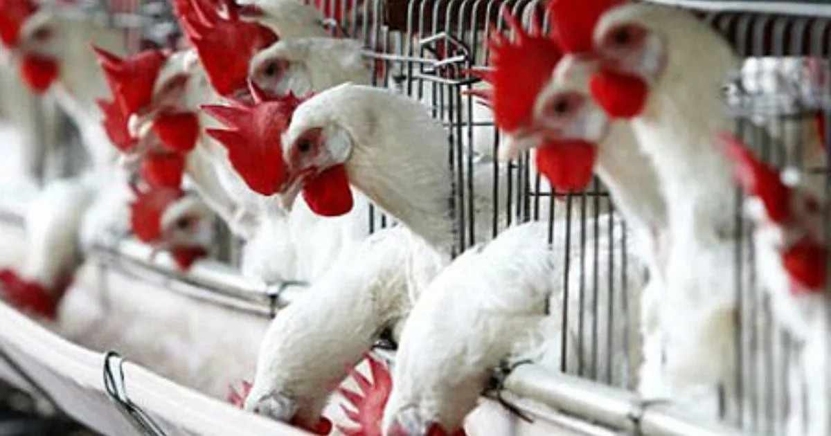 SIN FOCOS ACTIVOS DE INFLUENZA AVIAR AH5N1 EN MÉXICO