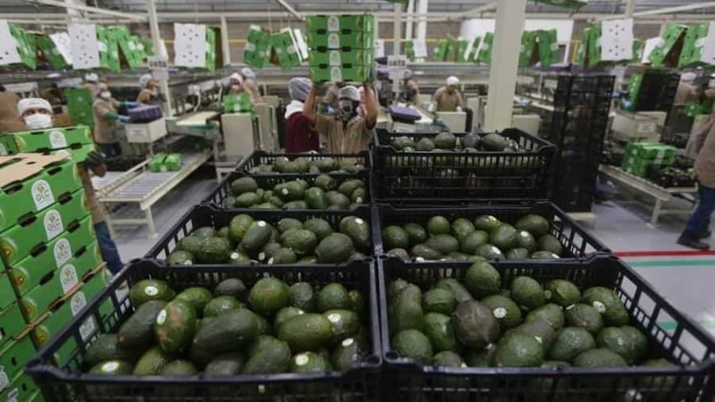 EXPORTÓ 10 MIL TONELADAS DE AGUACATE JALISCO DURANTE EL SUPER BOWL