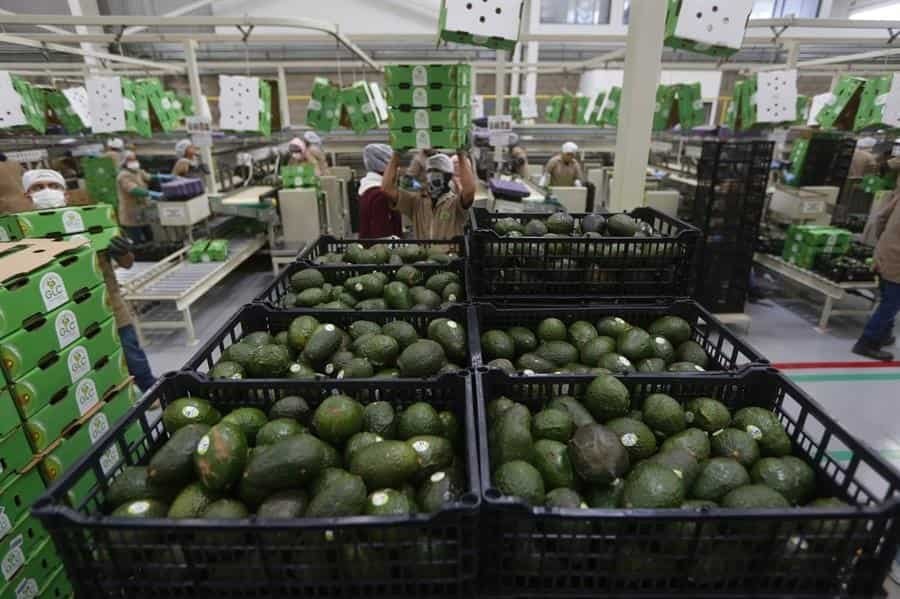 EXPORTÓ 10 MIL TONELADAS DE AGUACATE JALISCO DURANTE EL SUPER BOWL