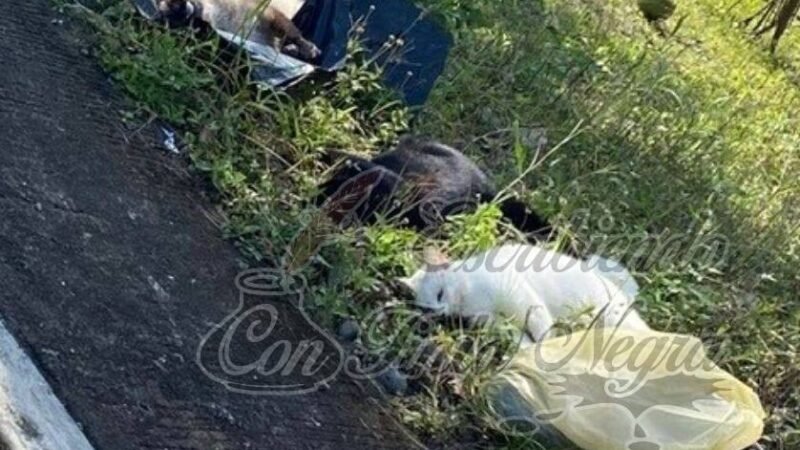 DENUNCIAN ENVENENAMIENTO DE GATOS Y HASTA MAPACHES