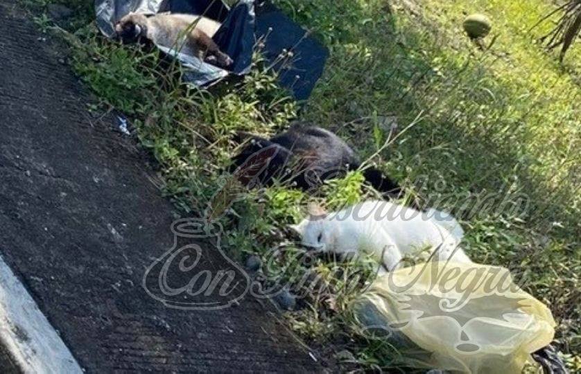 DENUNCIAN ENVENENAMIENTO DE GATOS Y HASTA MAPACHES