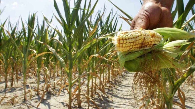 PROHÍBEN USO DE MAÍZ TRANSGÉNICO PARA ALIMENTACIÓN HUMANA EN MÉXICO