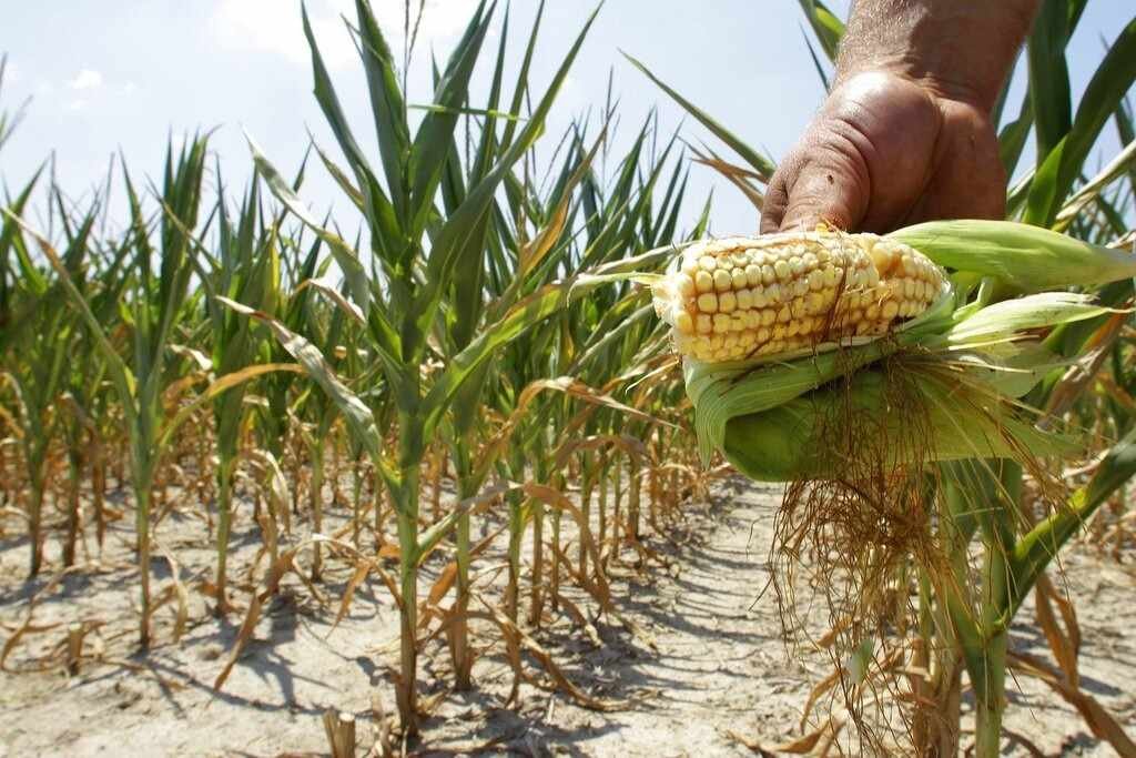 PROHÍBEN USO DE MAÍZ TRANSGÉNICO PARA ALIMENTACIÓN HUMANA EN MÉXICO