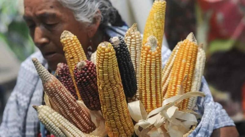 NO HAY RUPTURA CON ESTADOS UNIDOS POR MAÍZ TRANSGÉNICO: LÓPEZ OBRADOR