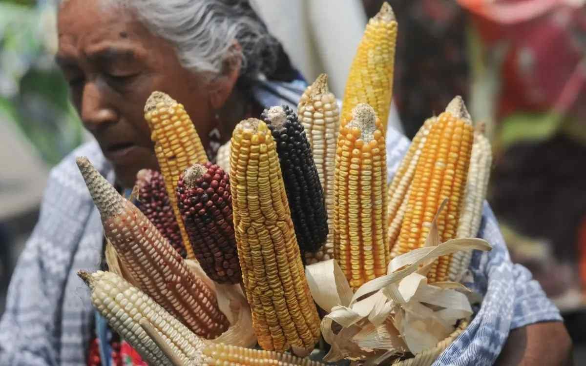 NO HAY RUPTURA CON ESTADOS UNIDOS POR MAÍZ TRANSGÉNICO: LÓPEZ OBRADOR