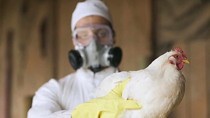 DETECTAN NUEVOS CASOS DE GRIPE AVIAR EN ARGENTINA