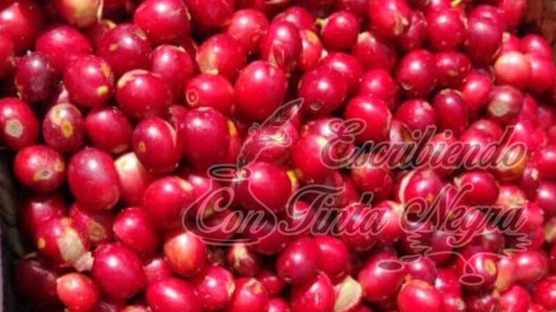 REPUNTA PRECIO DEL CAFÉ CEREZA ¡PERO YA NO HAY GRANO!