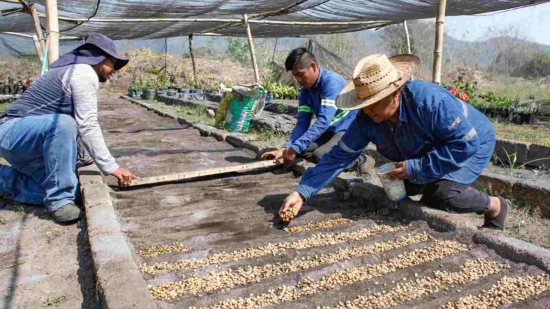 INICIAN SIEMBRA DE 35 MIL PLANTAS DE CAFÉ
