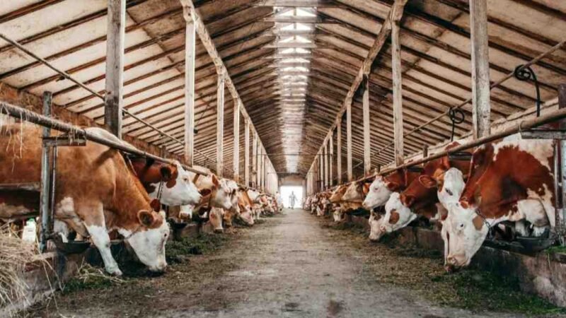 BRASIL ESTUDIA POSIBLE CASO DE ENFERMEDAD DE LAS VACAS LOCAS