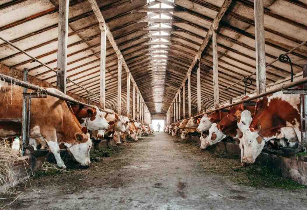 BRASIL ESTUDIA POSIBLE CASO DE ENFERMEDAD DE LAS VACAS LOCAS
