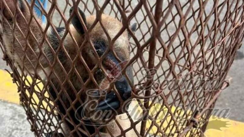 RESCATAN A CACHORRO DE OSO HORMIGUERO