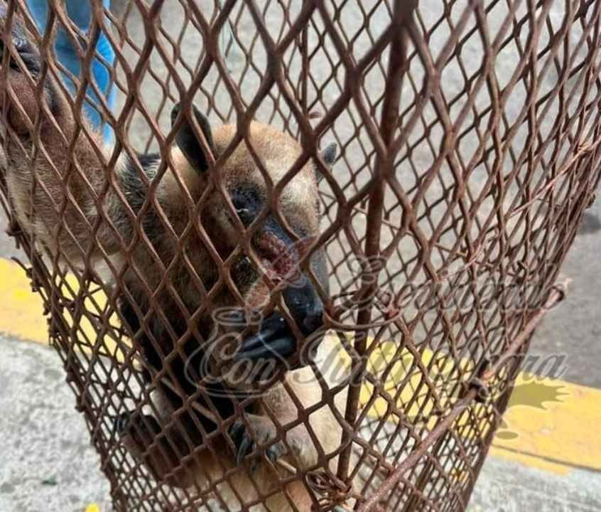 RESCATAN A CACHORRO DE OSO HORMIGUERO