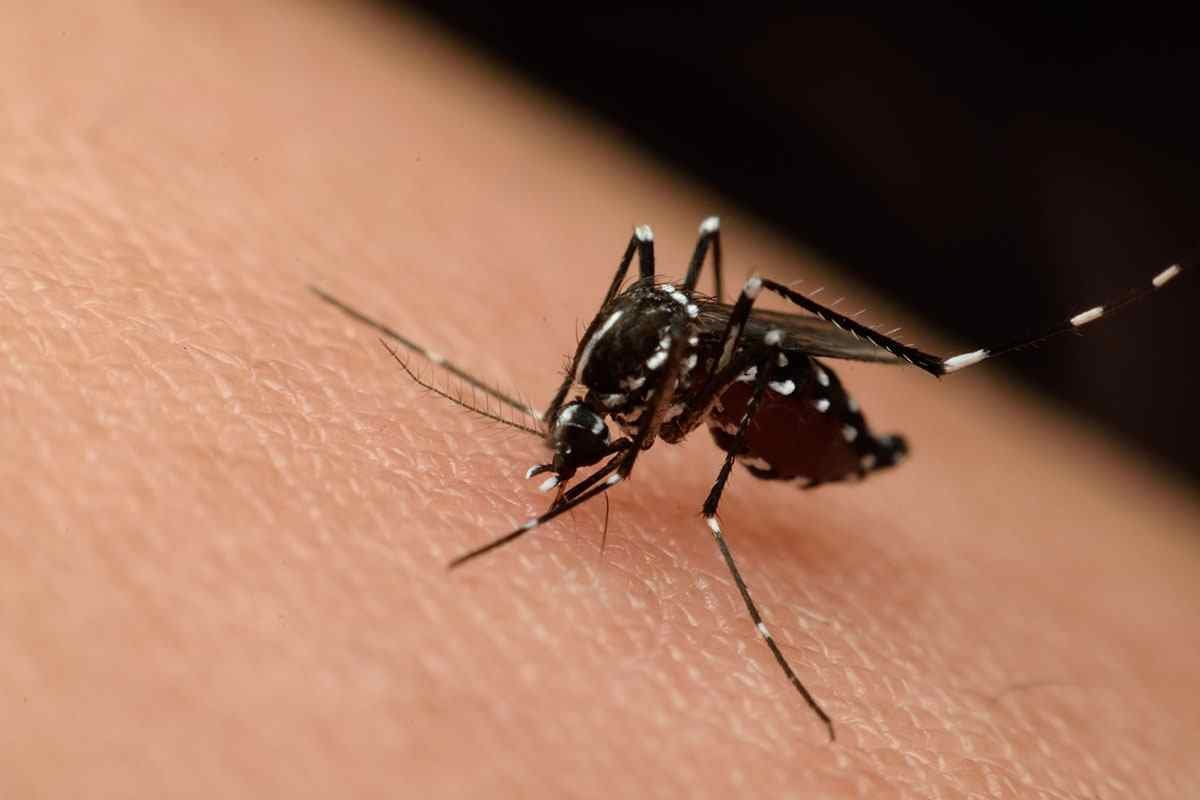 REPÚBLICA DOMINICANA EMITE ALERTA POR CHIKUNGUNYA