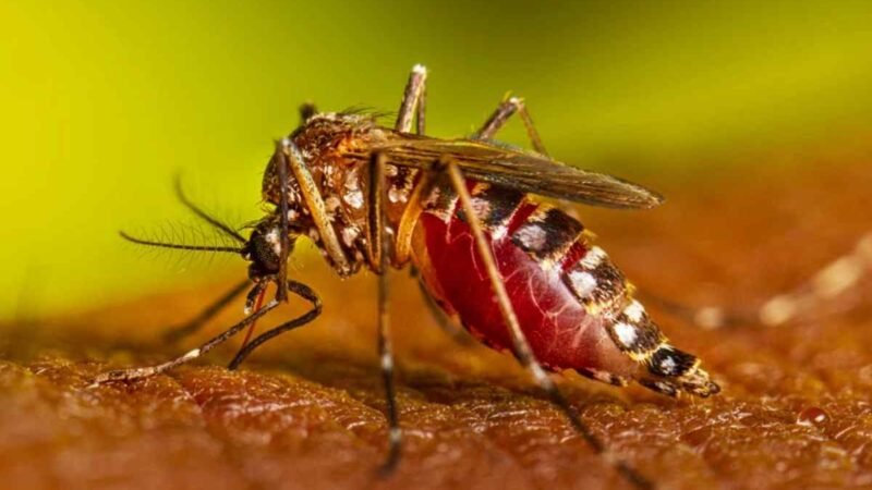 33 MUERTES POR CHIKUNGUÑA Y 11 MIL 650 CASOS NUEVOS EN PARAGUAY