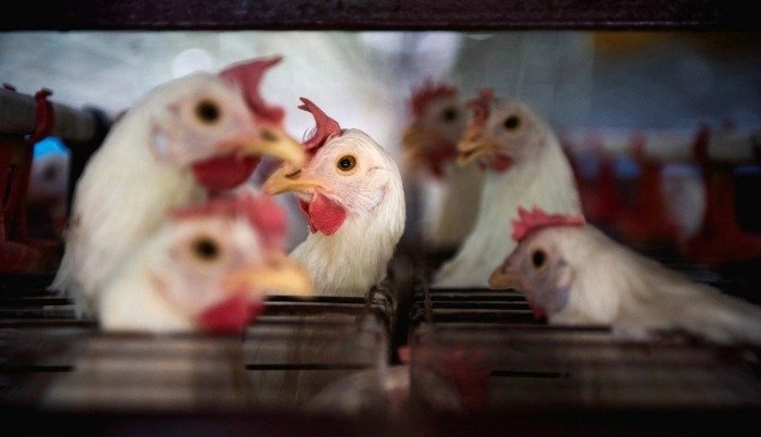 EN CUARENTENA TRES GRANJAS DE POLLO POR INFLUENZA AVIAR EN MÉXICO