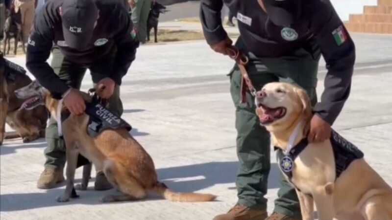 SE RETIRAN DE SERVICIO 8 AGENTES CANINOS