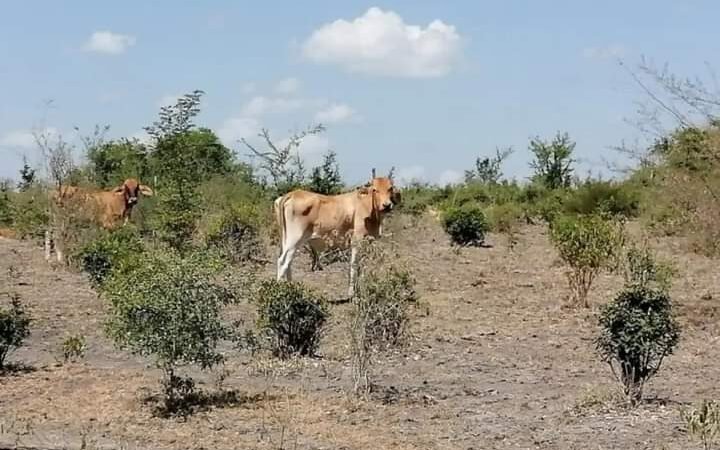 MUNICIPIOS DE LA ZONA DE COSCOMATEPEC Y HUATUSCO, ENFRENTAN SEQUÍA