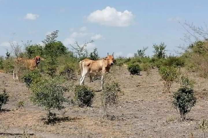 MUNICIPIOS DE LA ZONA DE COSCOMATEPEC Y HUATUSCO, ENFRENTAN SEQUÍA