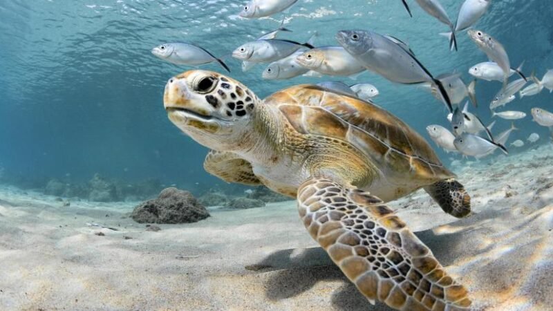 APRUEBAN TRATADO INTERNACIONAL PARA PROTEGER LOS OCÉANOS