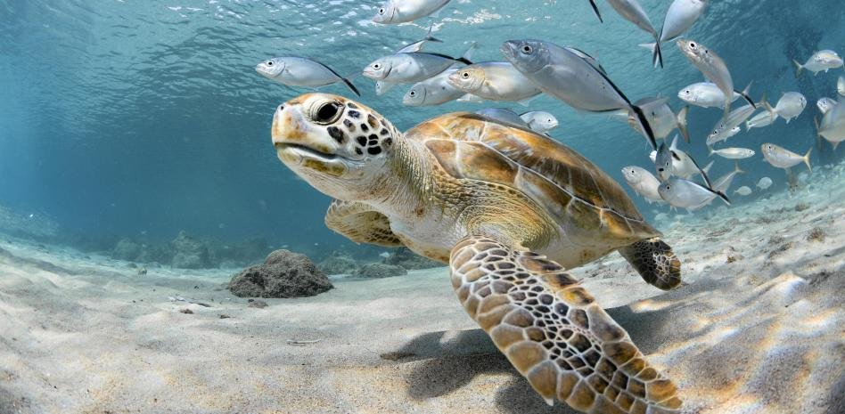 ONU APRUEBA HISTÓRICO TRATADO PARA PROTEGER LA ALTAMAR