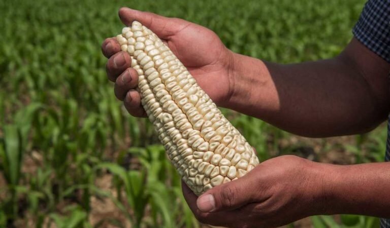 ESTADOS UNIDOS ANUNCIA CONSULTAS POR MAÍZ TRANSGÉNICO
