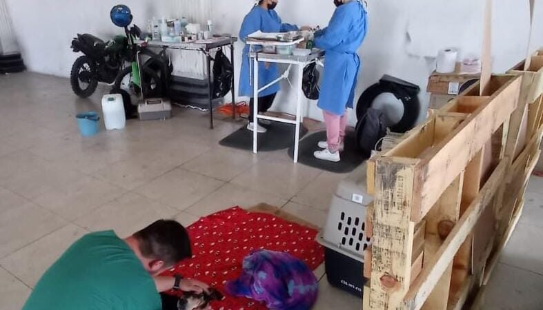 VACUNAN A PERROS Y GATOS