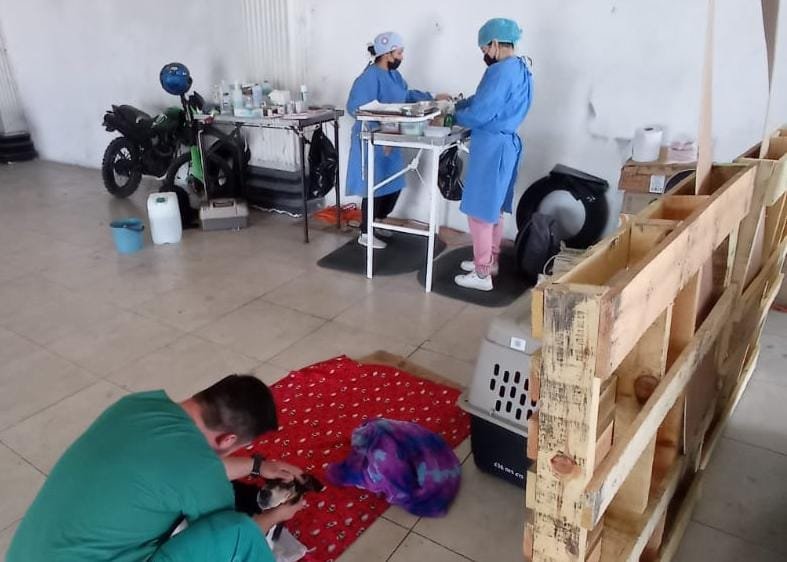 VACUNAN A PERROS Y GATOS