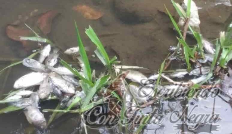 INVESTIGA SECRETARÍA DE SALUD ECOCIDIO EN EL JAMAPA