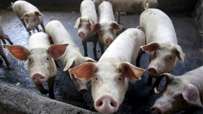 PROHIBIRÁN GRANJAS PORCÍCOLAS POR CONTAMINACIÓN EN YUCATÁN