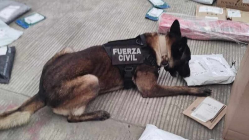 ASEGURA UNIDAD CANINA ESTUPEFACIENTES