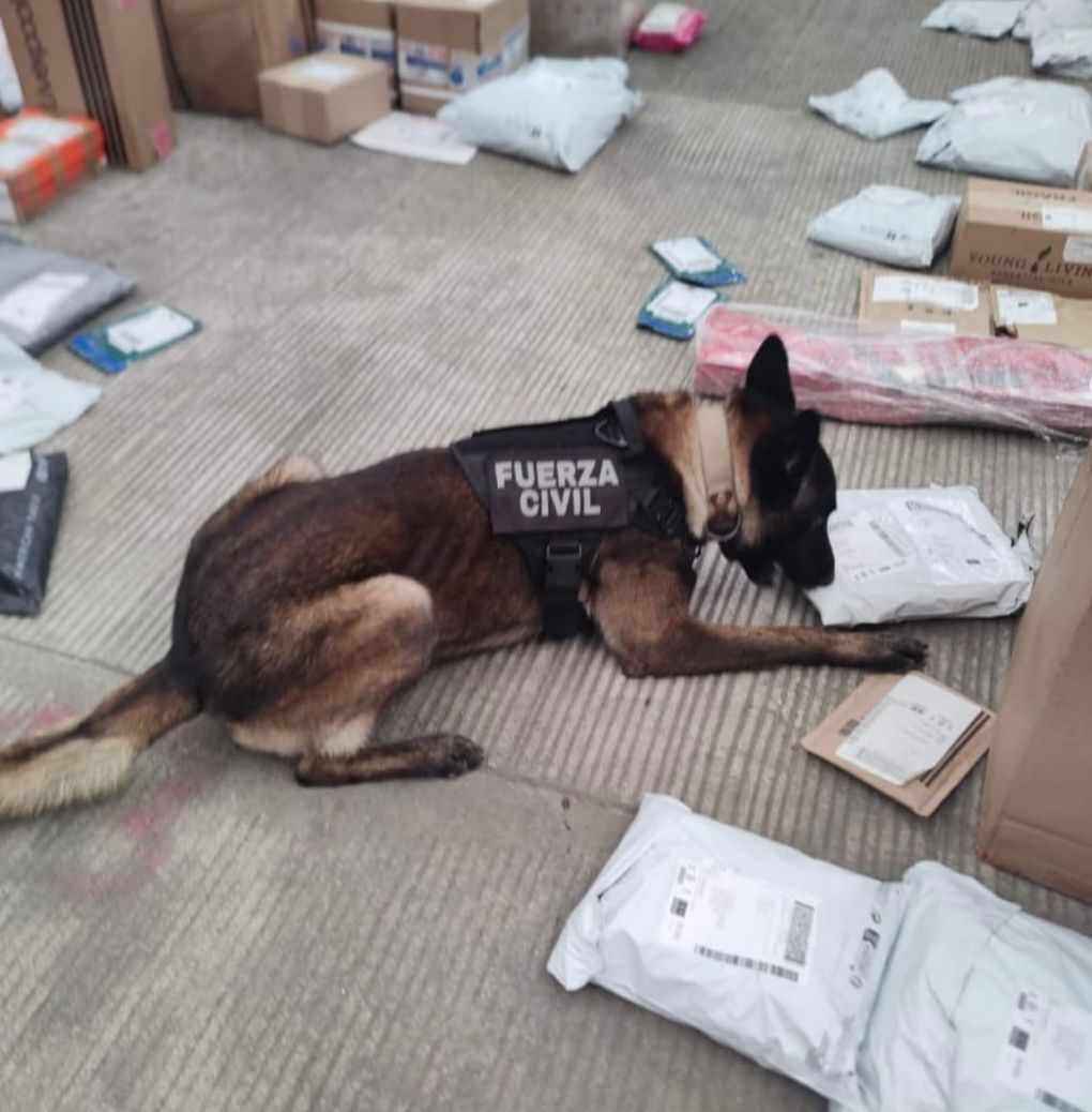 ASEGURA UNIDAD CANINA ESTUPEFACIENTES