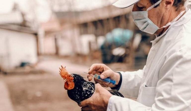 CHINA DETECTA UN CASO DE GRIPE AVIAR H3N8 EN HUMANOS