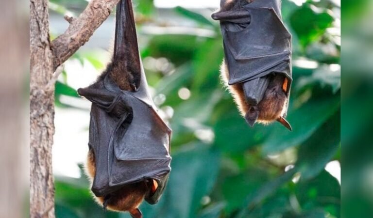 DETECTAN MURCIÉLAGO CON RABIA EN PUEBLA